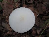 Amanita vaginata var. alba image