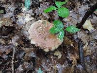 Boletus subgraveolens image