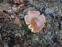 Tylopilus rubrobrunneus image