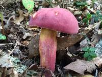 Boletus pallidoroseus image