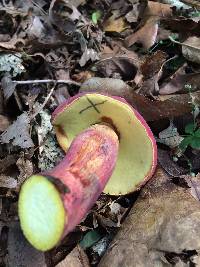 Boletus pallidoroseus image