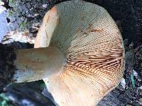 Lactarius deliciosus var. areolatus image