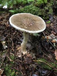 Amanita brunnescens image