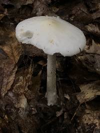 Amanita brunnescens image