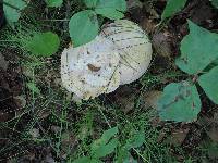 Tylopilus intermedius image