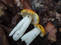 Russula risigallina image