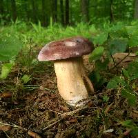 Tylopilus rubrobrunneus image