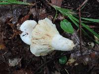 Lactarius subvellereus var. subdistans image