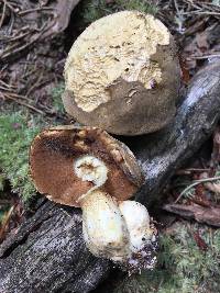 Boletus durhamensis image