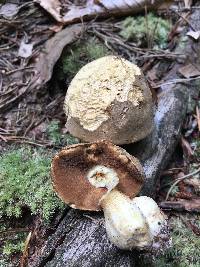 Boletus durhamensis image