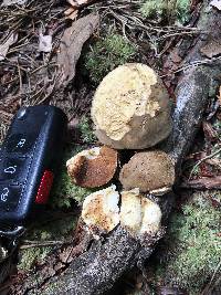 Boletus durhamensis image