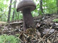 Tylopilus plumbeoviolaceus image