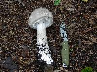 Amanita cinereopannosa image