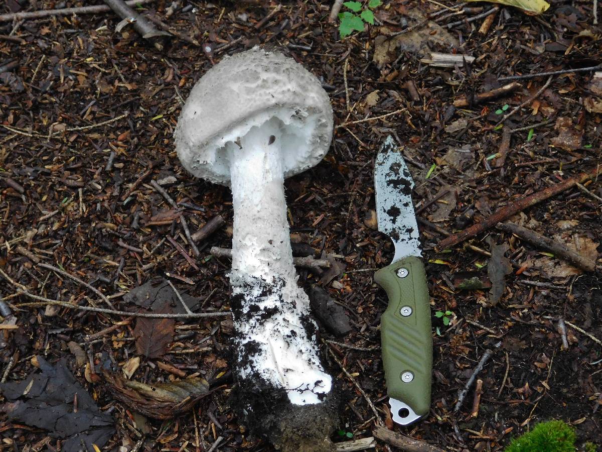 Amanita cinereopannosa image