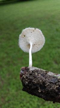 Lentinus swartzii image