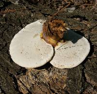 Ganoderma curtisii image