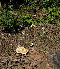 Ganoderma curtisii image