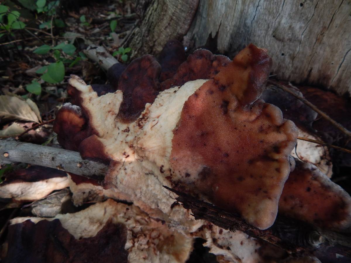 Laetiporus persicinus image