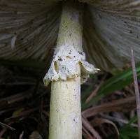 Amanita flavivolva image