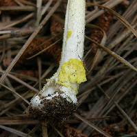 Amanita flavivolva image