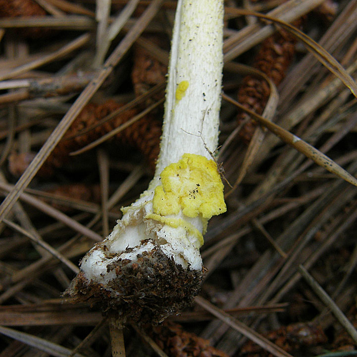 Amanita flavivolva image