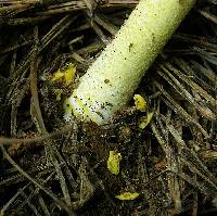 Amanita flavivolva image