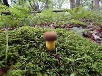 Boletus auripes image