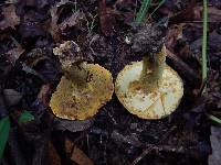 Boletus auripes image