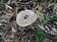 Amanita rhacopus image