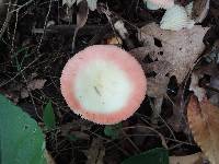 Russula bicolor image