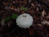 Amanita magniradix image