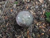 Russula cyanoxantha image