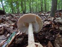 Amanita daucipes image