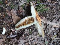 Russula grata image