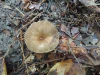 Lactarius fuliginosus image