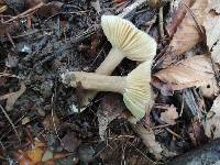 Lactarius fuliginosus image