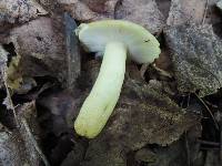 Russula pulverulenta image