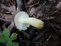 Russula pulverulenta image