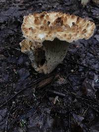 Gomphus kauffmanii image