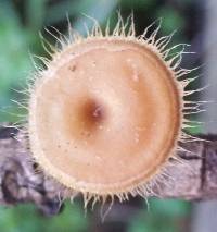 Lentinus swartzii image