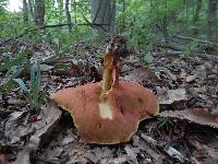 Boletus carminiporus image