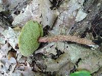 Aureoboletus russellii image