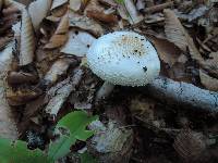 Amanita abrupta image