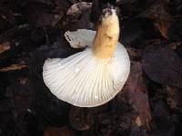 Lactarius hygrophoroides image