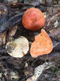 Gyroporus ballouii image