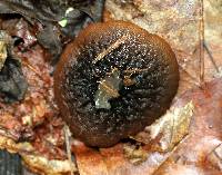 Galiella rufa image