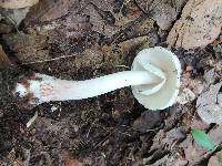 Amanita rubescens var. rubescens image