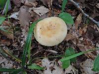 Russula grata image