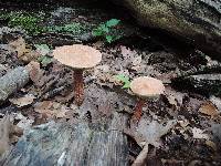 Aureoboletus russellii image