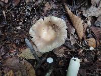 Russula crustosa image